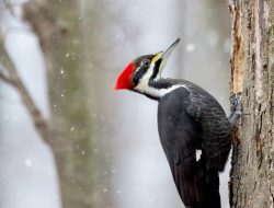 Pileated Woodpeckers (Dryocopus pileatus)