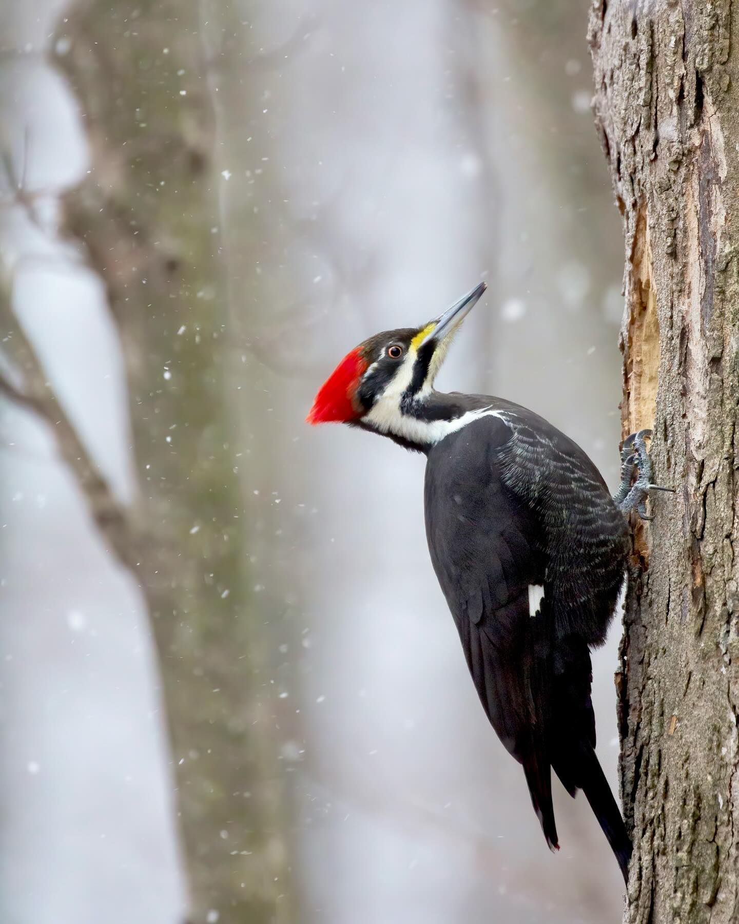 Pileated Woodpeckers (𝘋𝘳𝘺𝘰𝘤𝘰𝘱𝘶𝘴 𝘱𝘪𝘭𝘦𝘢𝘵𝘶𝘴)