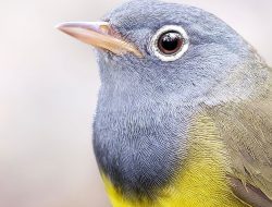 The Connecticut Warbler (Oporornis agilis)