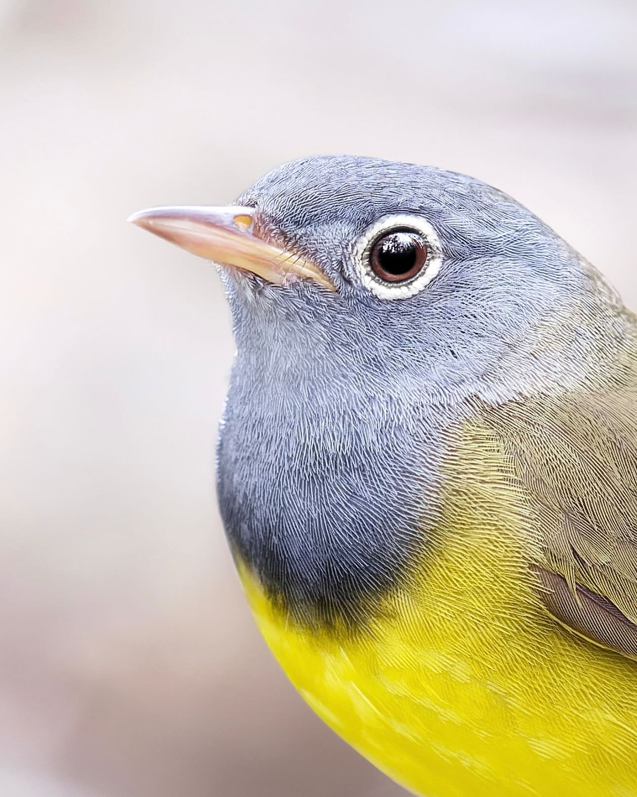 The Connecticut Warbler (Oporornis agilis)