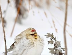 Hoary Redpoll (Acanthis hornemanni)