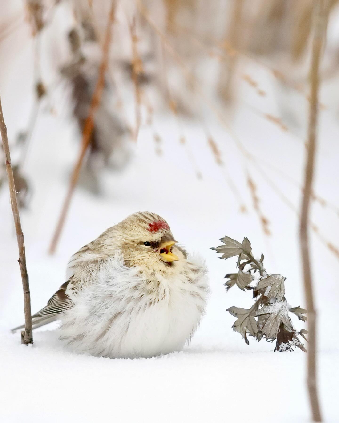 Hoary Redpoll (𝘈𝘤𝘢𝘯𝘵𝘩𝘪𝘴 𝘩𝘰𝘳𝘯𝘦𝘮𝘢𝘯𝘯𝘪)