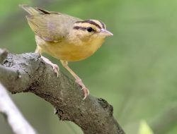 The Worm-eating Warbler (Helmitheros vermivorum)