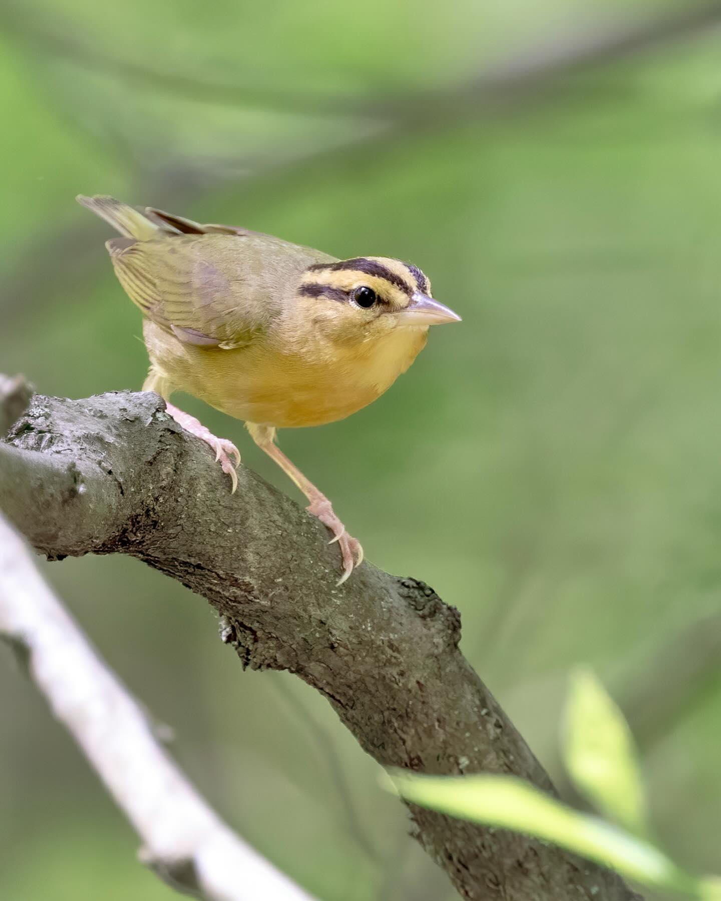 The Worm-eating Warbler (Helmitheros vermivorum)