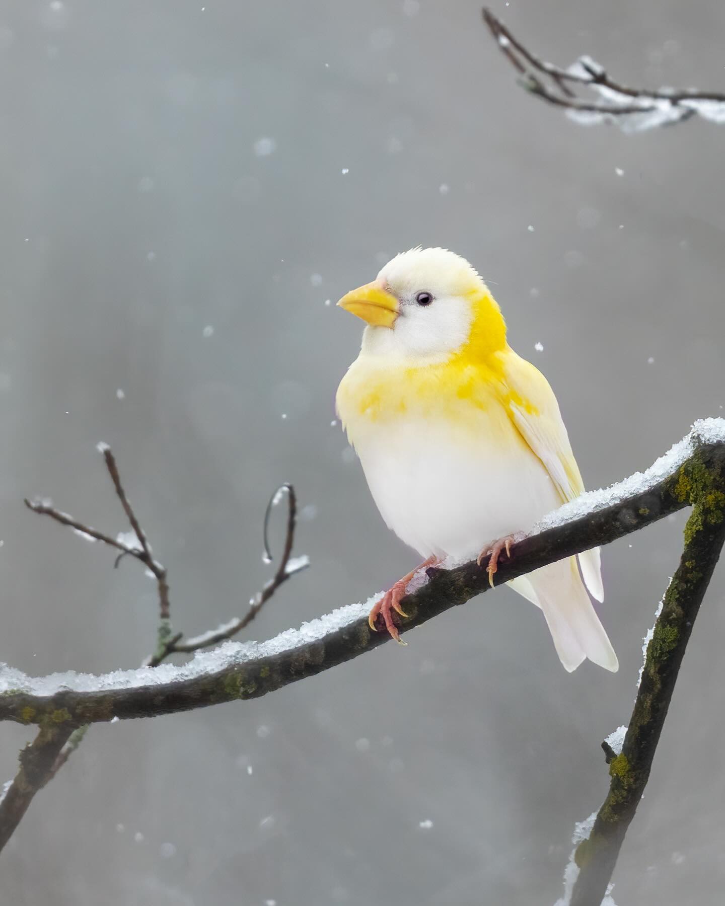 Evening Grosbeak (𝘊𝘰𝘤𝘤𝘰𝘵𝘩𝘳𝘢𝘶𝘴𝘵𝘦𝘴 𝘷𝘦𝘴𝘱𝘦𝘳𝘵𝘪𝘯𝘶𝘴)