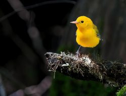 Protonotaria citrea (prothonotary warbler)