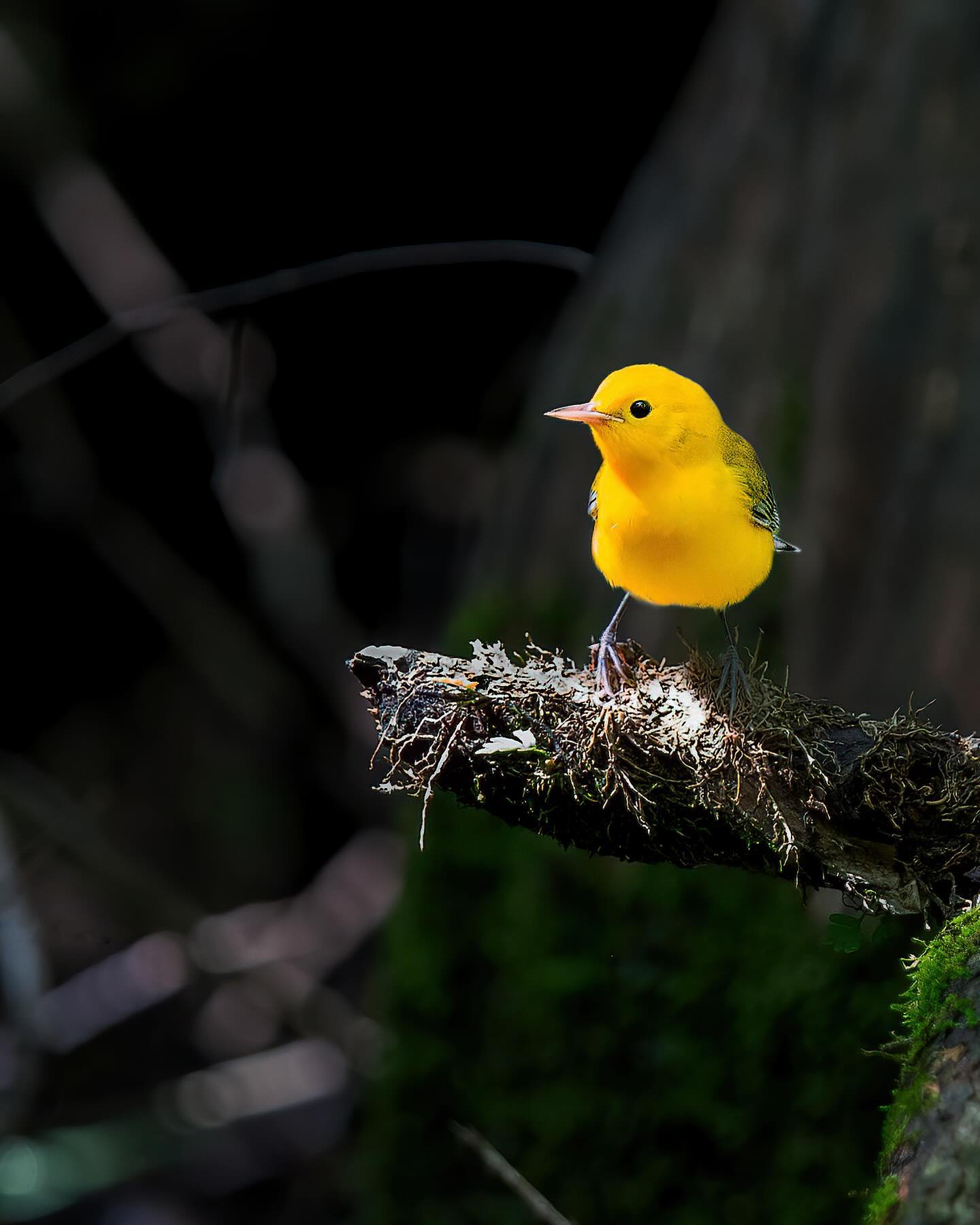 Protonotaria citrea (prothonotary warbler)