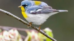 The Northern Parula (Setophaga americana)