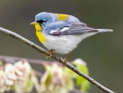 The Northern Parula (Setophaga americana)