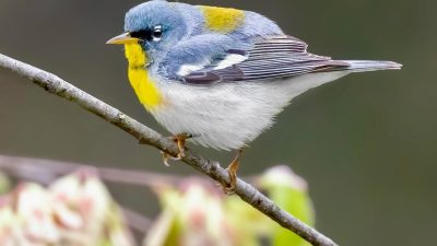 the Northern Parula (𝘚𝘦𝘵𝘰𝘱𝘩𝘢𝘨𝘢 𝘢𝘮𝘦𝘳𝘪𝘤𝘢𝘯𝘢)