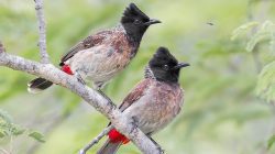 The Red-vented Bulbul (Pycnonotus cafer)