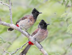 The Red-vented Bulbul (Pycnonotus cafer)