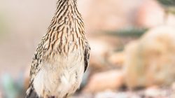 The Greater Roadrunner (Geococcyx californianus)