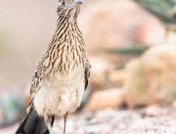 The Greater Roadrunner (Geococcyx californianus)