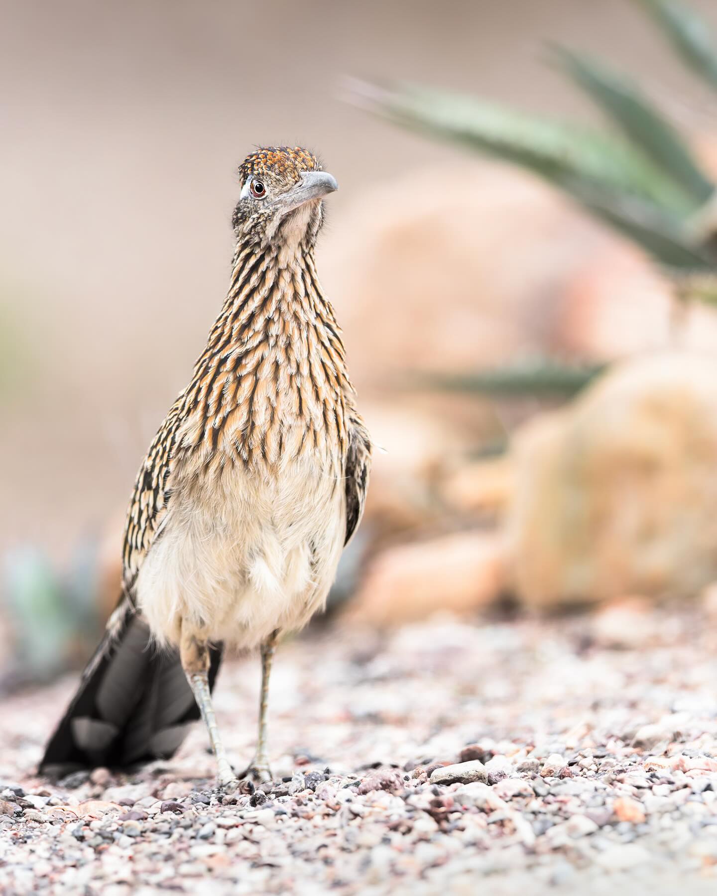 The Greater Roadrunner (𝘎𝘦𝘰𝘤𝘰𝘤𝘤𝘺𝘹 𝘤𝘢𝘭𝘪𝘧𝘰𝘳𝘯𝘪𝘢𝘯𝘶𝘴)