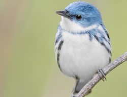 Cerulean Warbler (Setophaga cerulea)