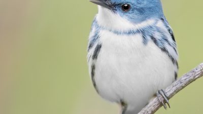 Cerulean Warbler (Setophaga cerulea)