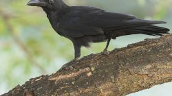 Large-billed Crow (Corvus macrorhynchos)