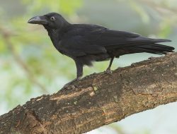 Large-billed Crow (Corvus macrorhynchos)