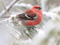 Pine Grosbeaks (Pinicola enucleator)