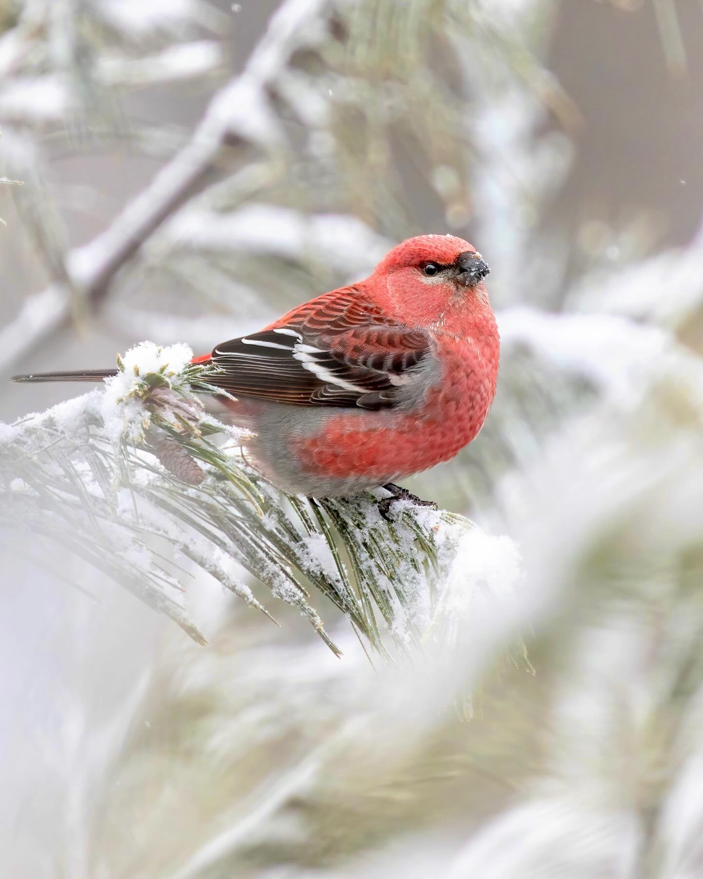 Pine Grosbeaks (Pinicola enucleator)