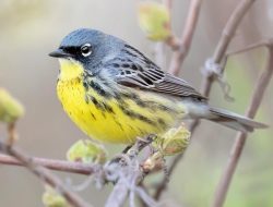 Kirtland’s Warbler Setophaga kirtlandii