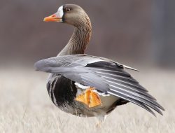 The Greater White-fronted Goose (Anser albifrons)