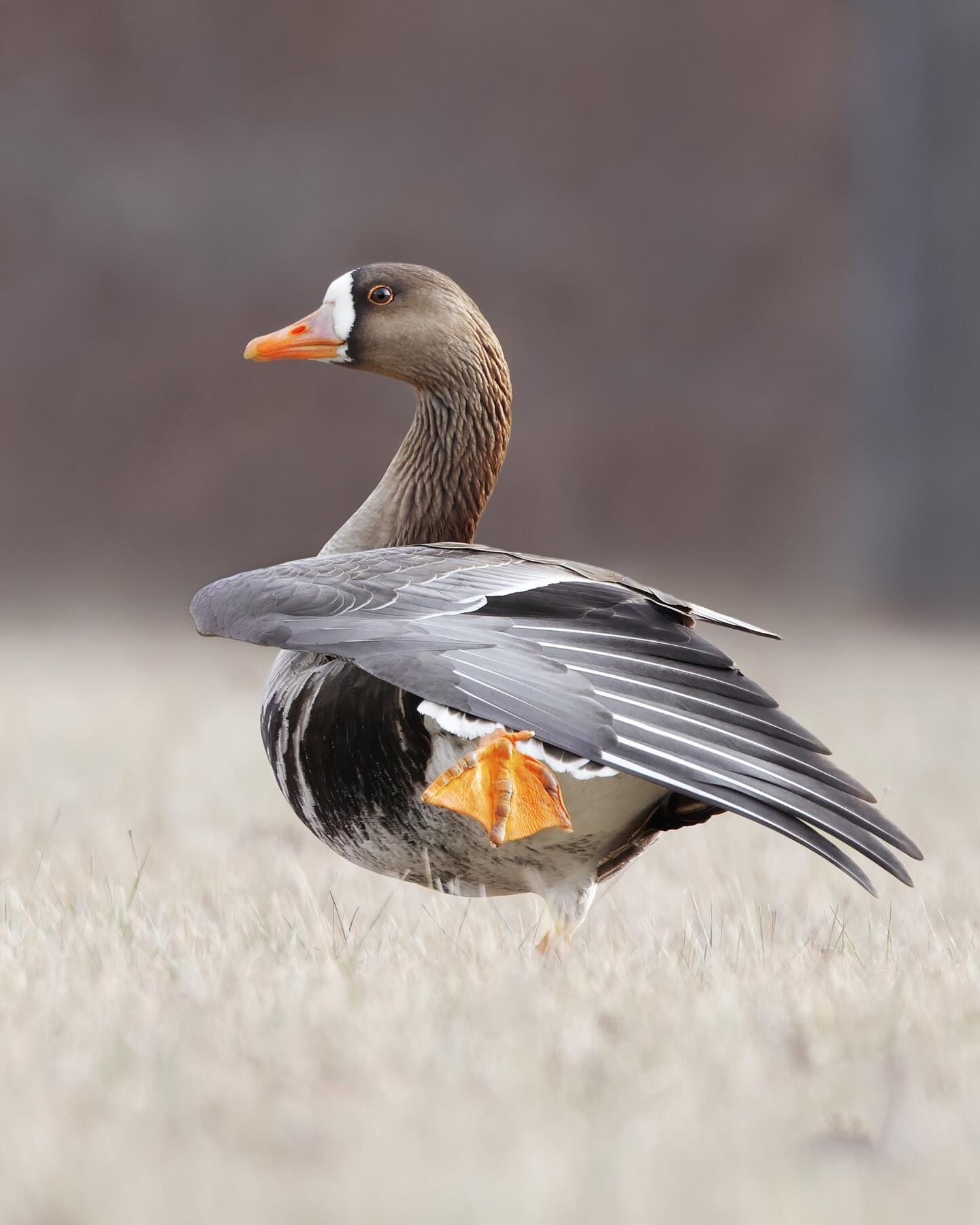 The Greater White-fronted Goose (Anser albifrons)