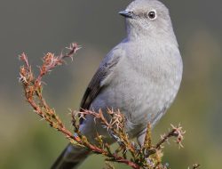 Townsend’s Solitaire Myadestes townsendi