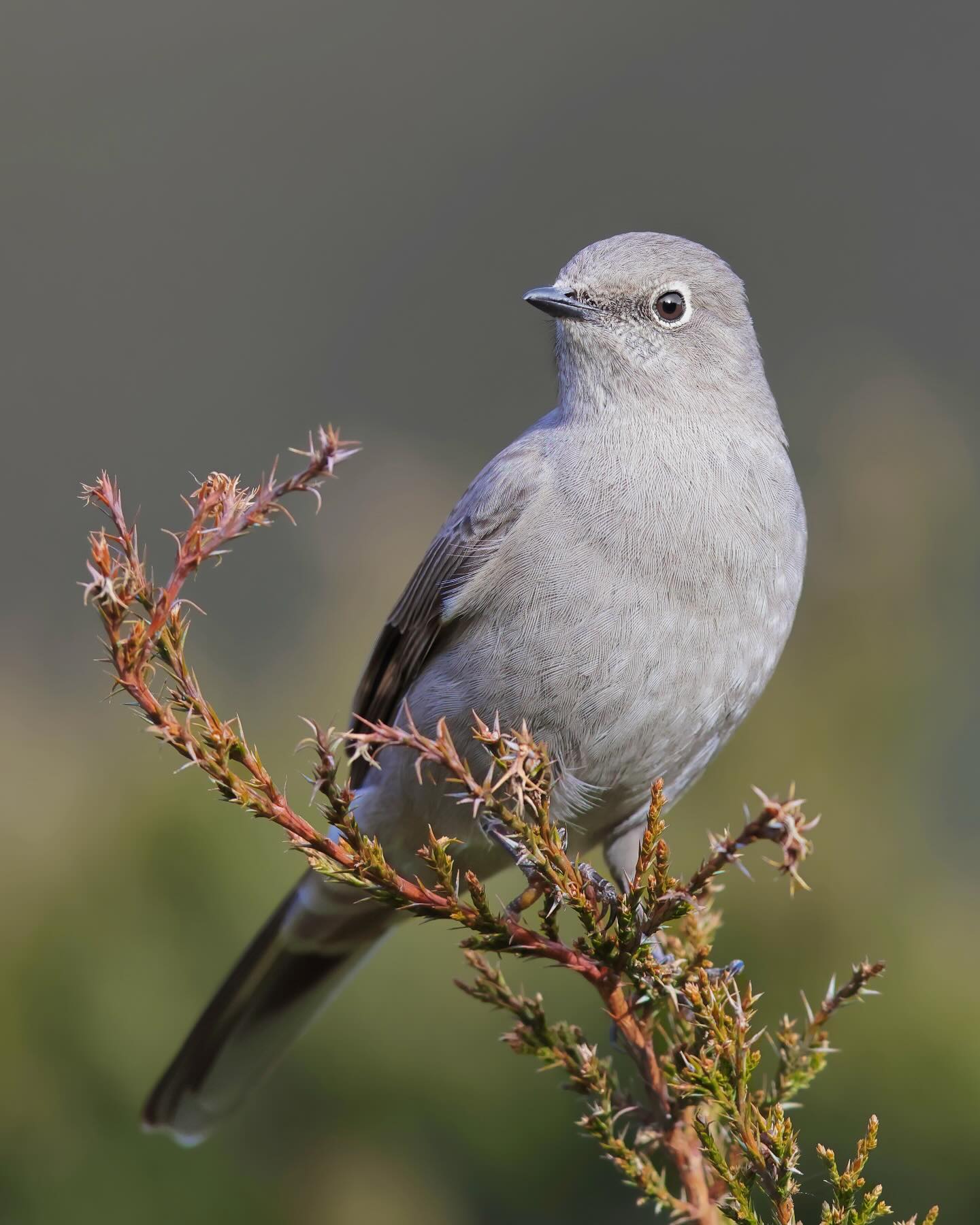 Townsend’s Solitaire (𝘔𝘺𝘢𝘥𝘦𝘴𝘵𝘦𝘴 𝘵𝘰𝘸𝘯𝘴𝘦𝘯𝘥𝘪)