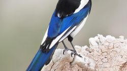 Black-billed Magpie (Pica hudsonia)