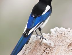 Black-billed Magpie (Pica hudsonia)