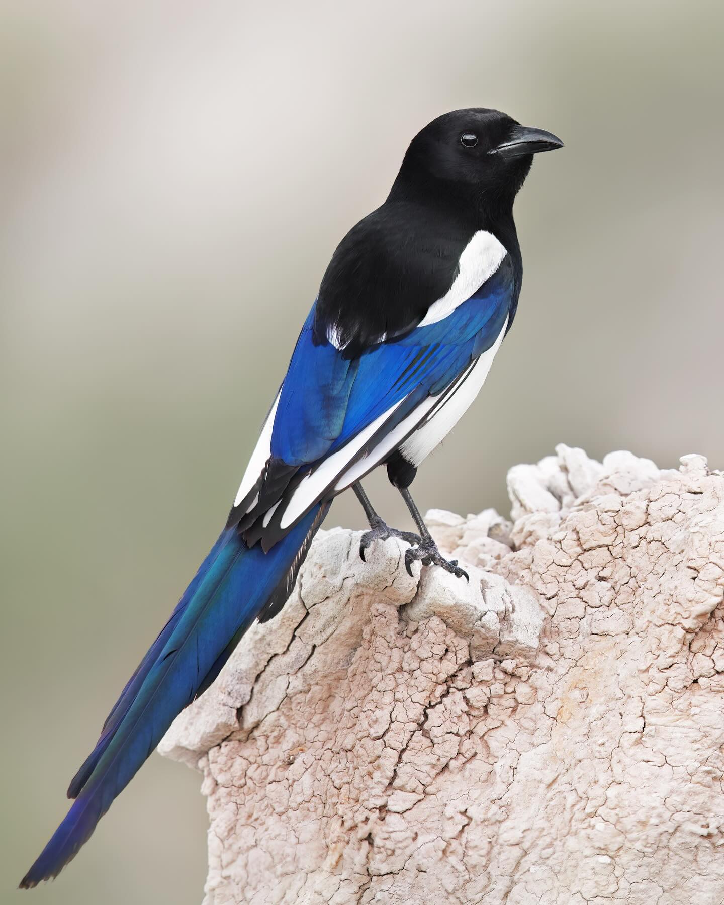 Black-billed Magpie