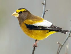 The Evening Grosbeak (Coccothraustes vespertinus)