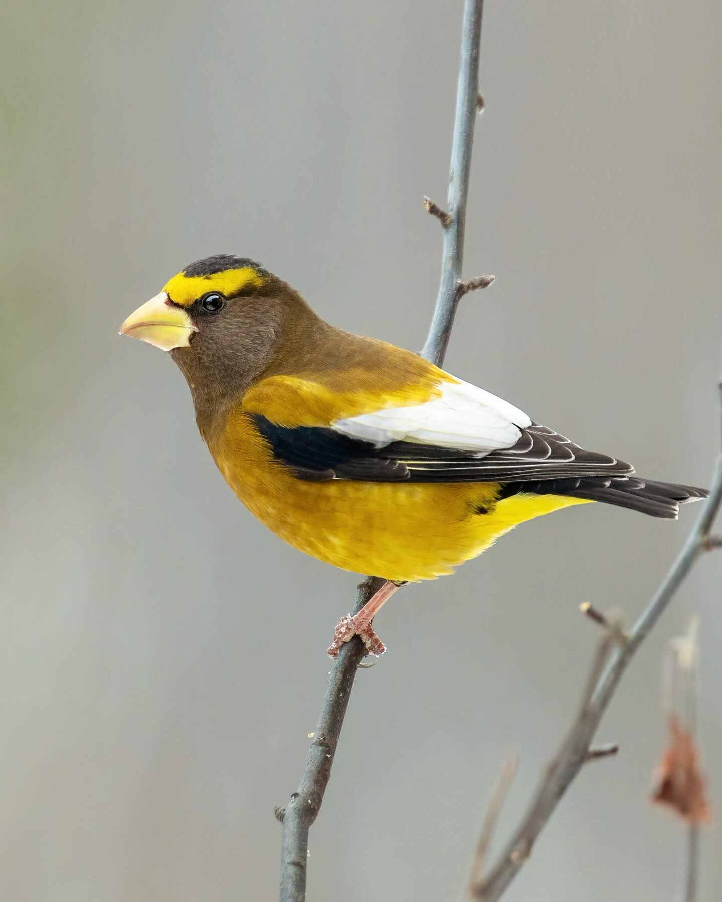 the evening grosbeaks (𝘊𝘰𝘤𝘤𝘰𝘵𝘩𝘳𝘢𝘶𝘴𝘵𝘦𝘴 𝘷𝘦𝘴𝘱𝘦𝘳𝘵𝘪𝘯𝘶𝘴)