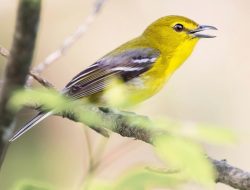 The Yellow-throated Vireo (Vireo flavifrons)