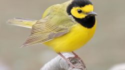 Hooded Warbler (Setophaga citrina)