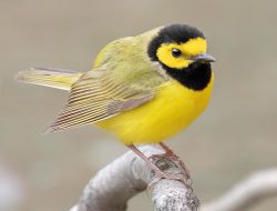 Hooded Warbler (Setophaga citrina)