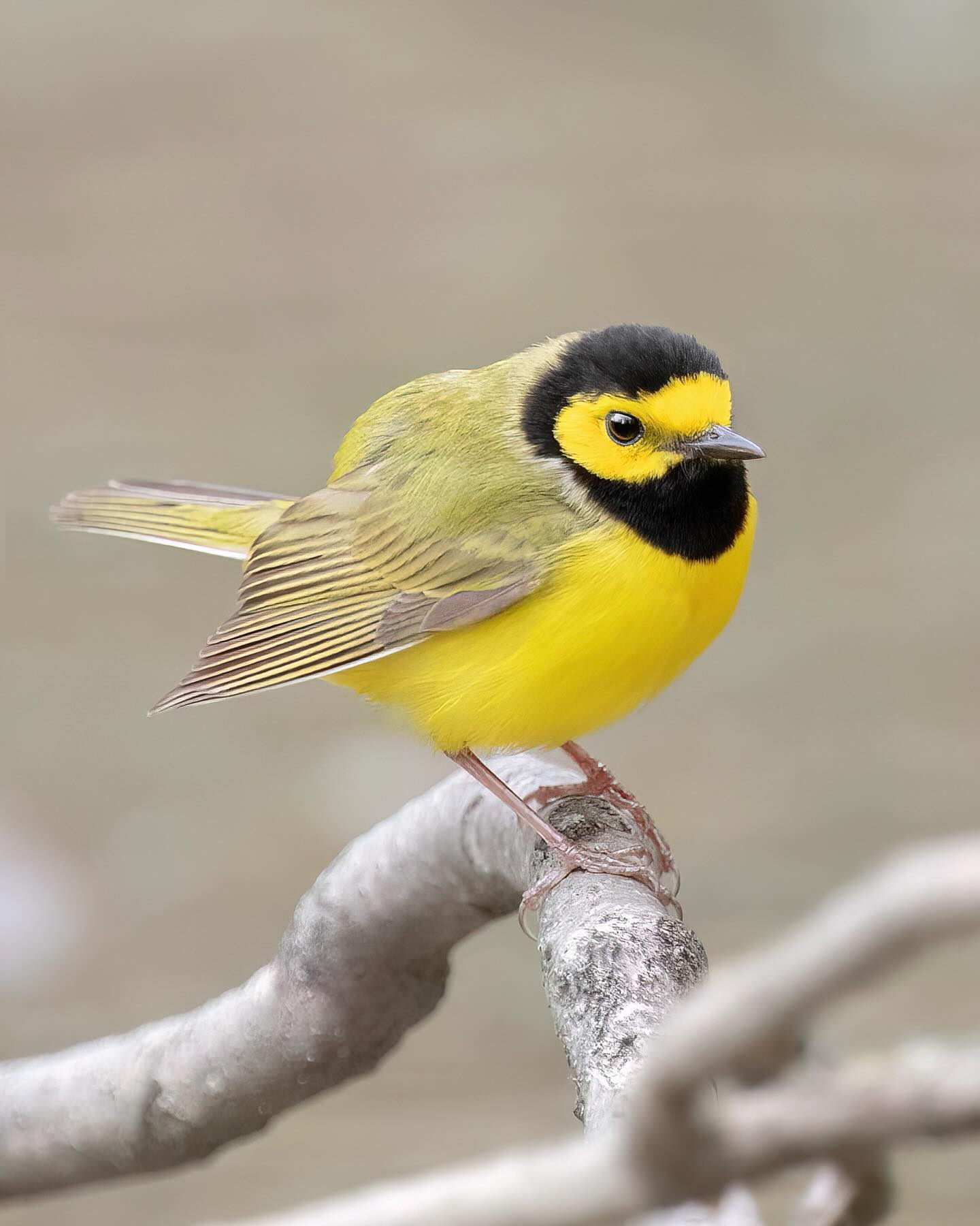 Hooded Warbler (Setophaga citrina)