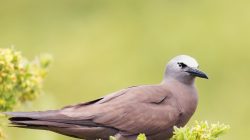 Brown Noddy (Anous stolidus)