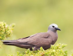 Brown Noddy (Anous stolidus)