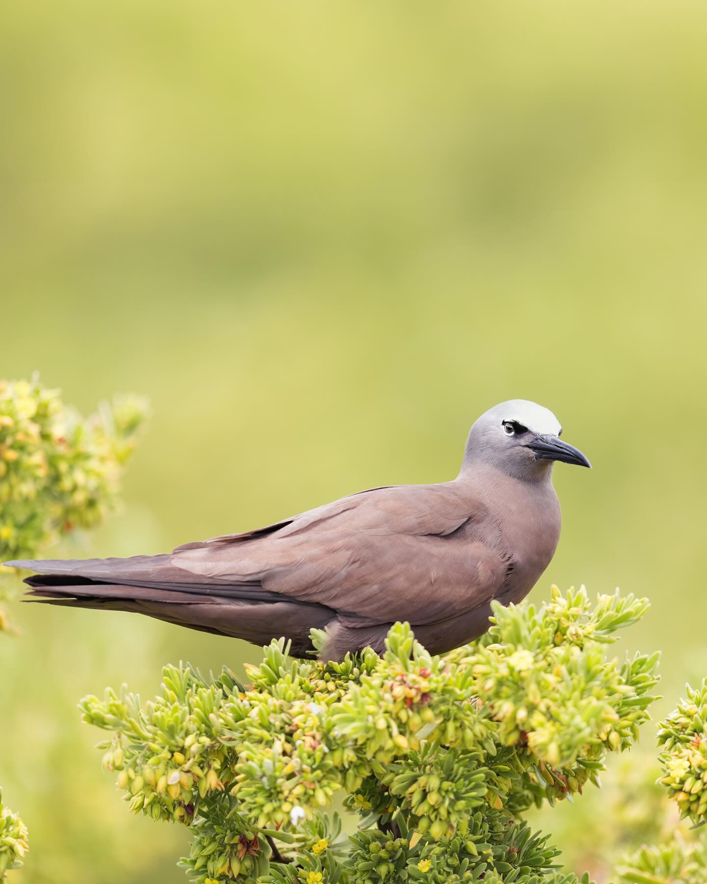 Brown Noddy (Anous stolidus)