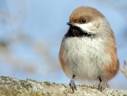 The Boreal Chickadee (Poecile hudsonicus)