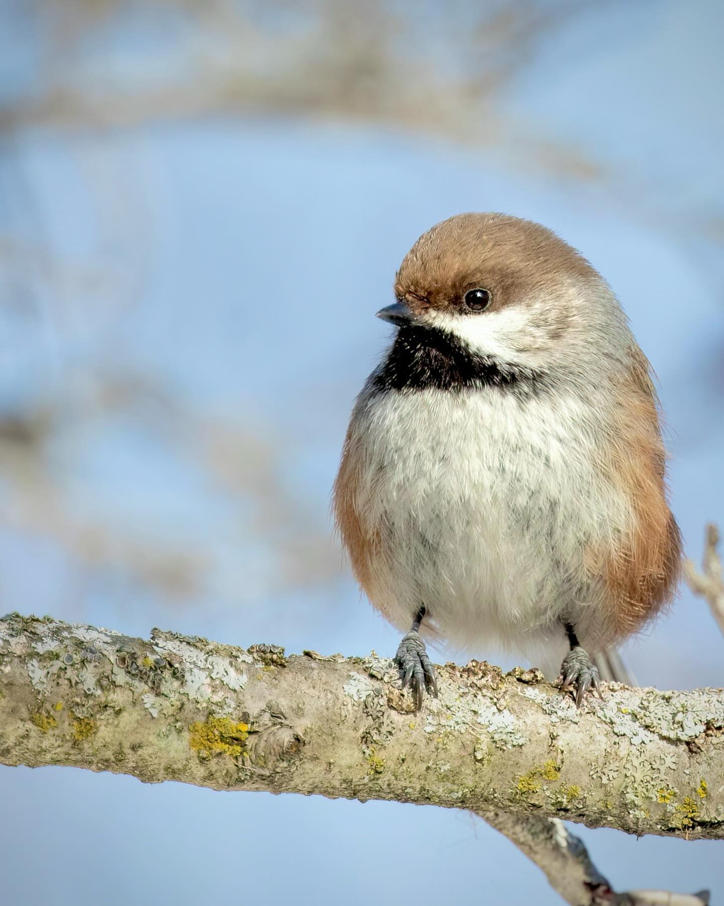 The Boreal Chickadee (Poecile hudsonicus)