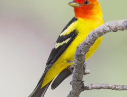 Western Tanager (Piranga ludoviciana)