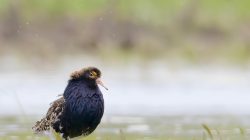 The Ruff (Calidris pugnax)