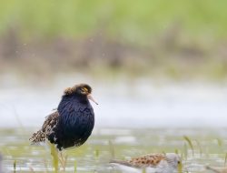 The Ruff (Calidris pugnax)