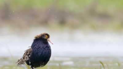 The Ruff (Calidris pugnax)