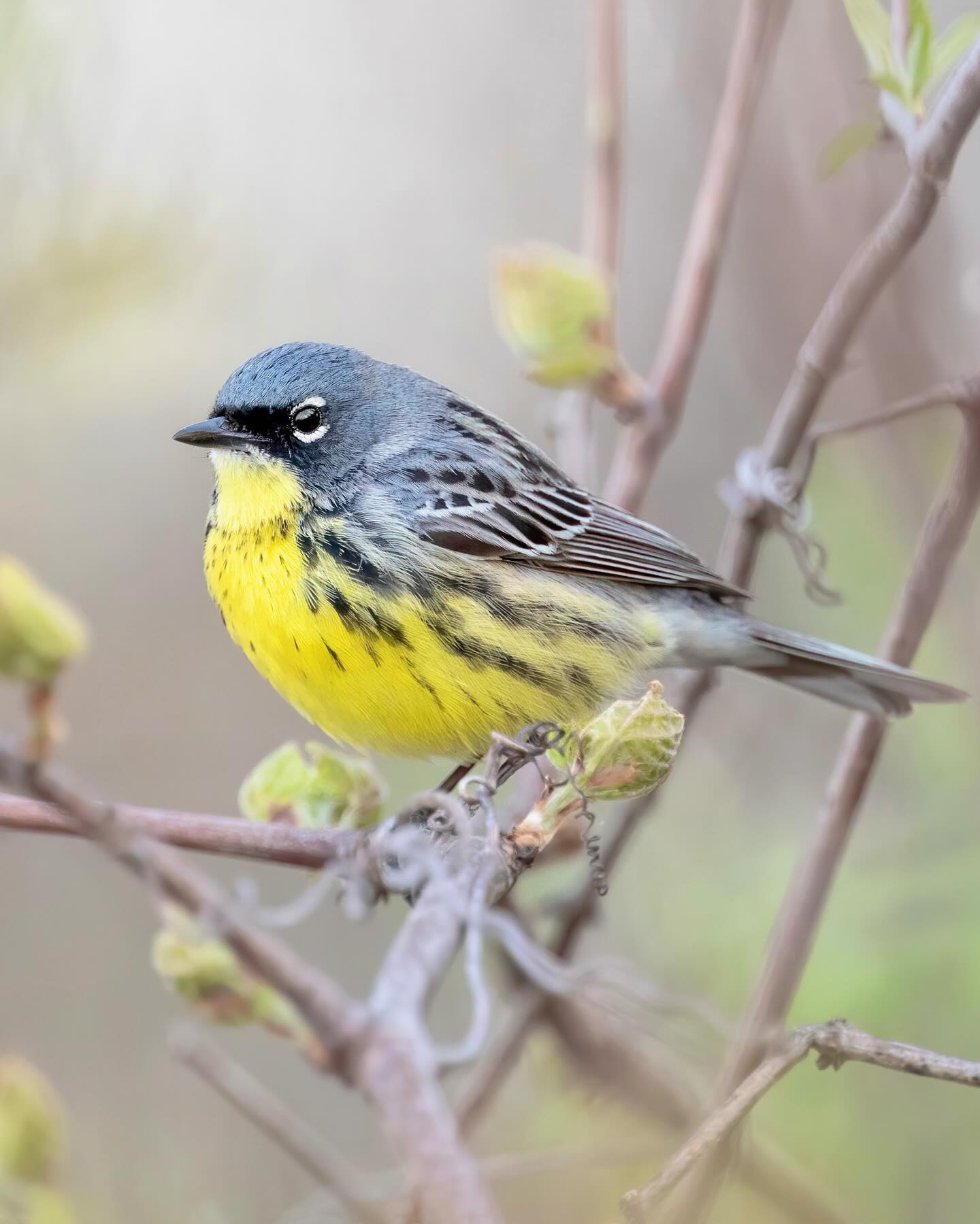 Kirtland's Warbler Setophaga kirtlandii