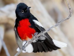 The Painted Redstart (Myioborus pictus)